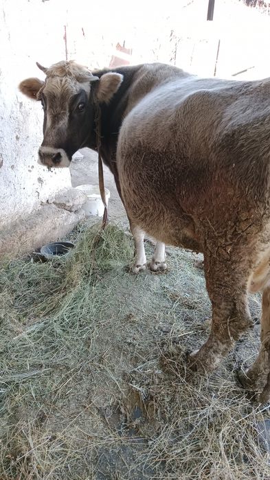 Корова Откормленна на мясо