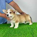 Pui Corgi cu pedigree caută familie iubitoare.