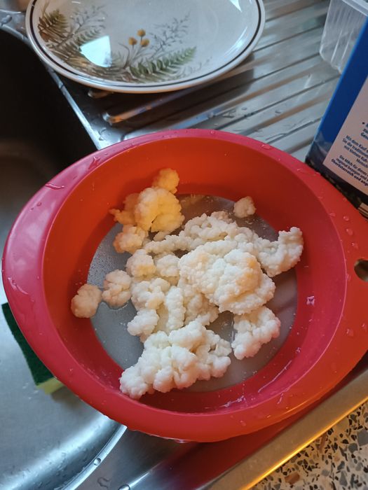 GRATIS!Ciuperci chefir de apa.chefir de lapte și kombucha