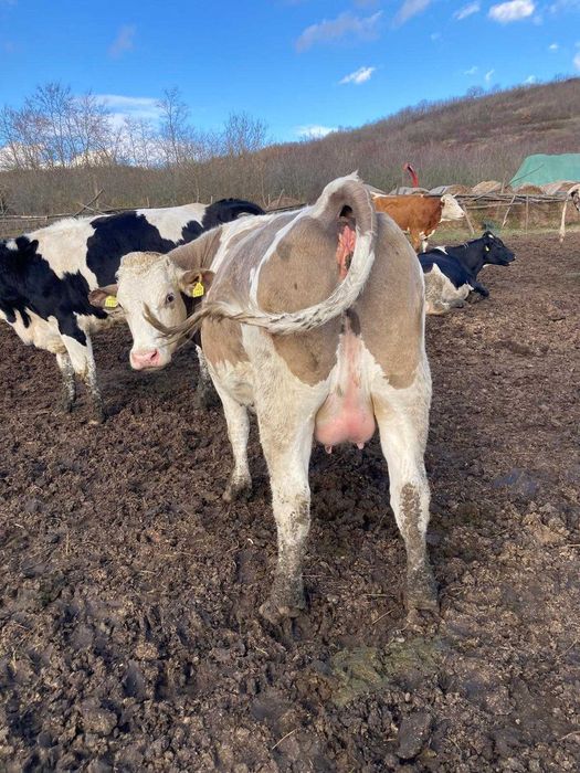 De vanzare 20 de vaci