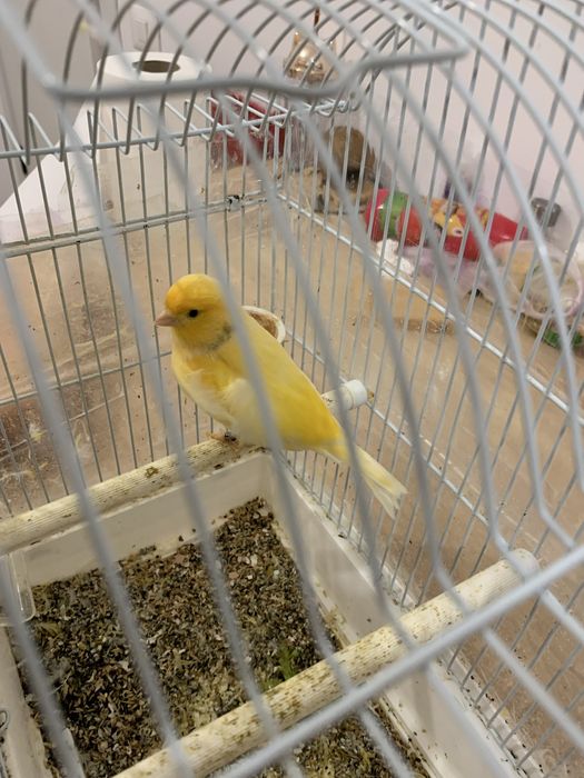 Vand o pereche de canari