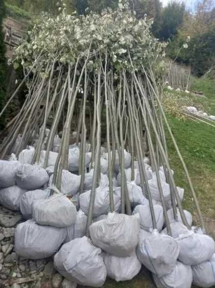 Selectie Arbori Ornamentali • Tei, Carpen, Platan, Arțar