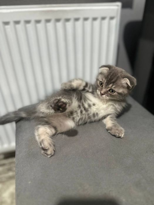 Котёнок девочка шотландская вислоушка