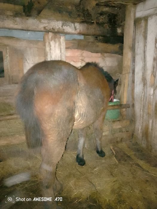 Продам 2 тайчика кобылки Крупная и средний