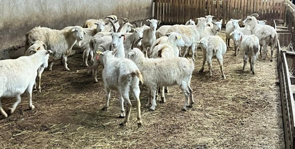 Ешкилер сатылады