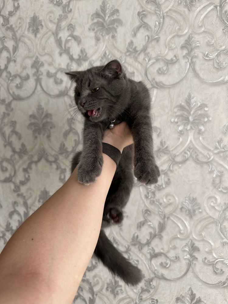 Scottish fold 6-7 oylik. Privivka ogan, shoxmas. Ogil bola