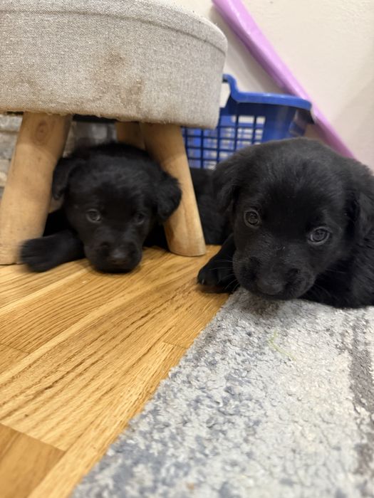 Donez catei metis de labrador