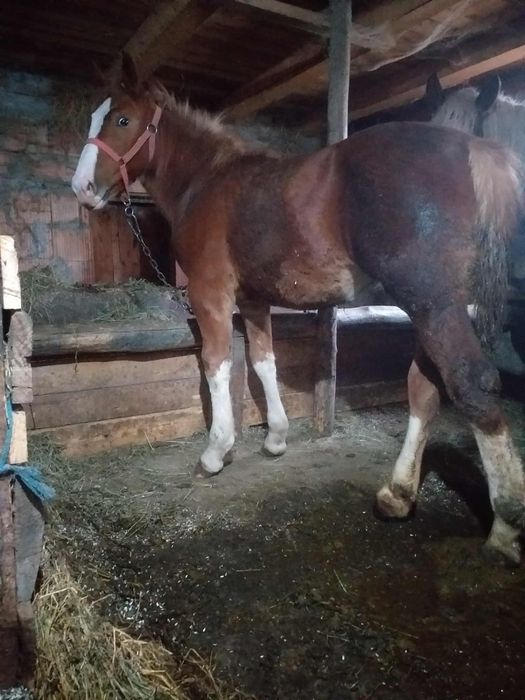 Vand manza de 6 luni