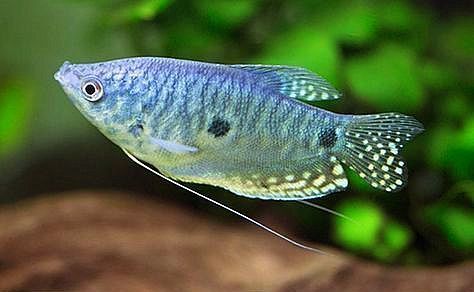 Аквариумная рыбка гурами ( бошқа турдаги балиққа хам алмашаман)