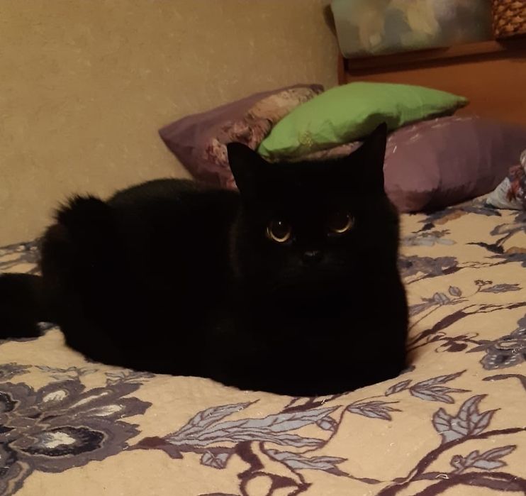 Отдам кошечку в хорошие руки