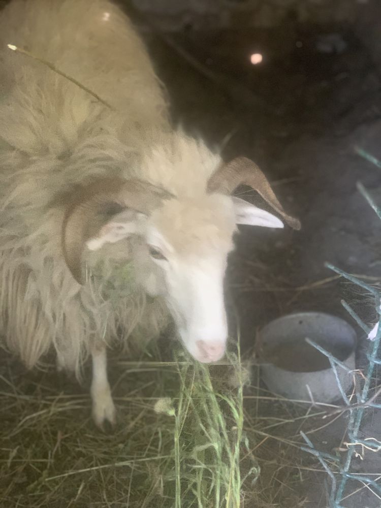 Vând doua oi un berbec si trei miei
