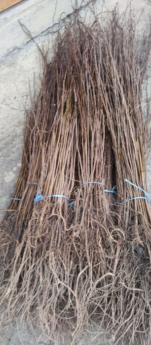 Puieți salcâm frasin tei fag carpen stejar mesteacăn plop brad molid