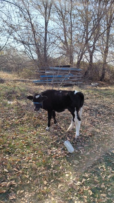 Продам теленка 160000 тыс