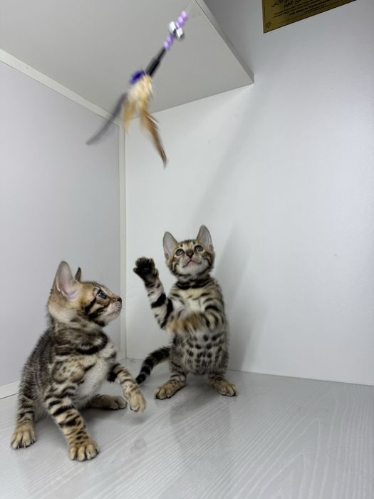 Бенгальская кошка