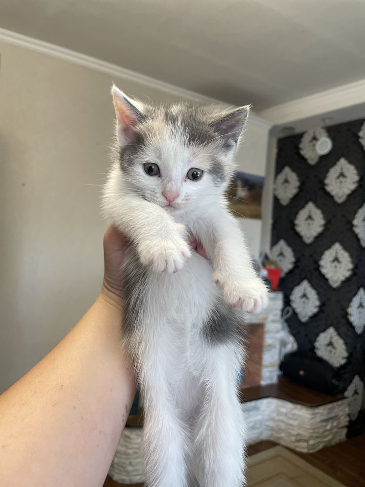 Котята ищут дом.