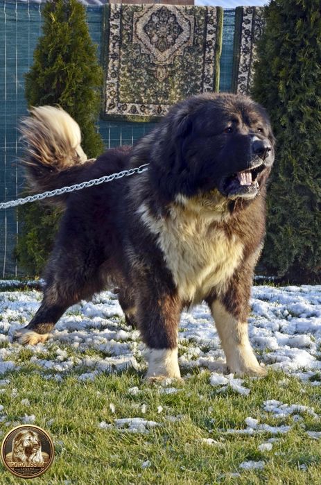 Mascul ciobănesc caucazian