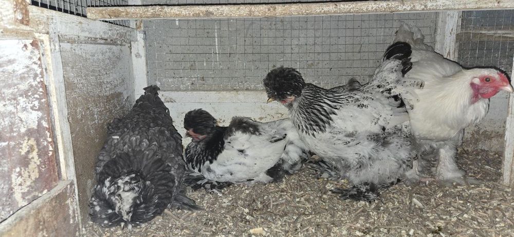 Шолк, Мрамор, Белый Золота ва шу расмдаги товукларни тухумлари бор