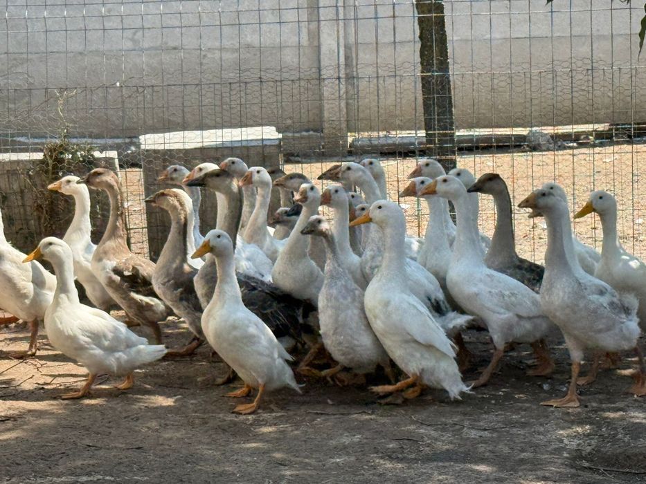 Boboci de. Gasca