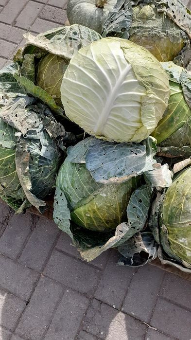 Продам капусту белокочанную