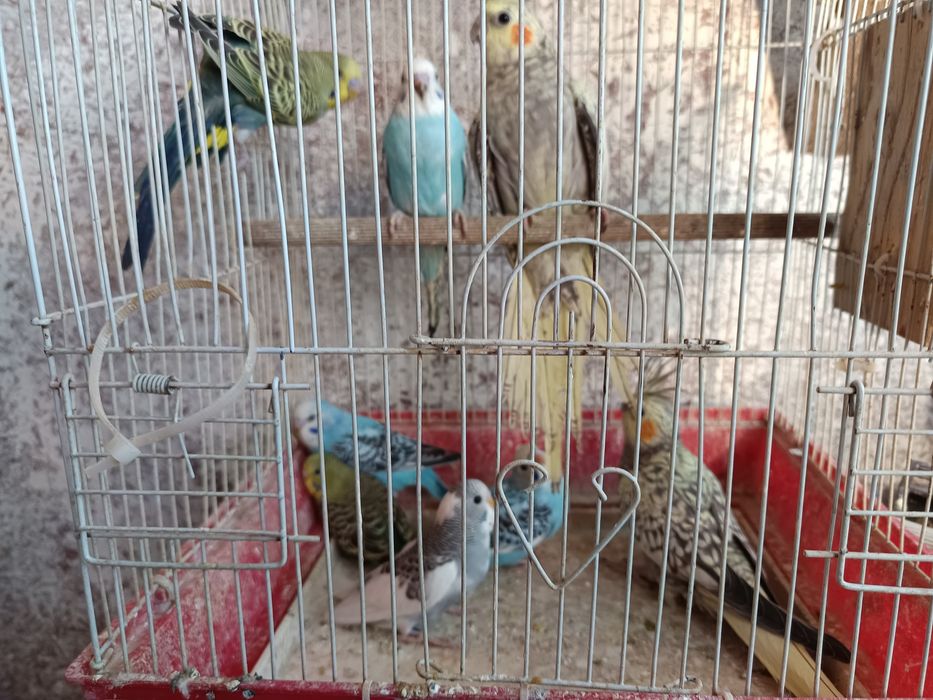 Vand papagali perusi si nimfe