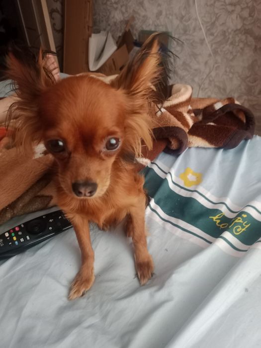 Вязка той-терьер мини!!!Вес 2 кг