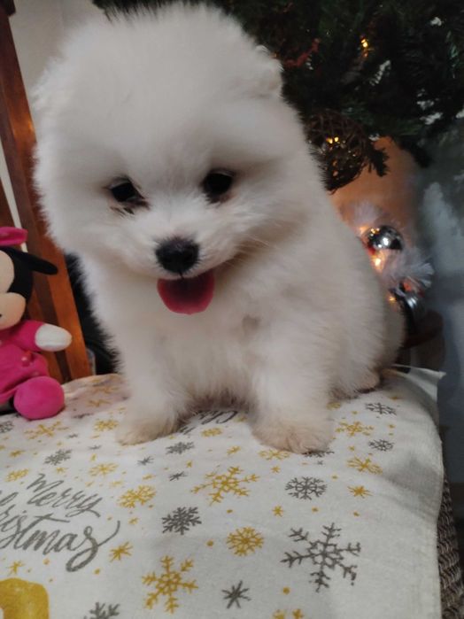 Прекрасни самоедчета.