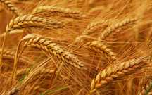 Продам ячмень в поле уже в волках свалено