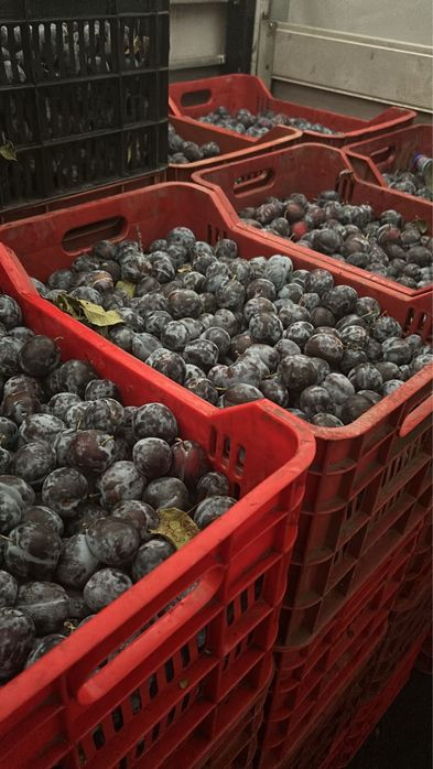 Vand prune pentru tuica 100% coapte