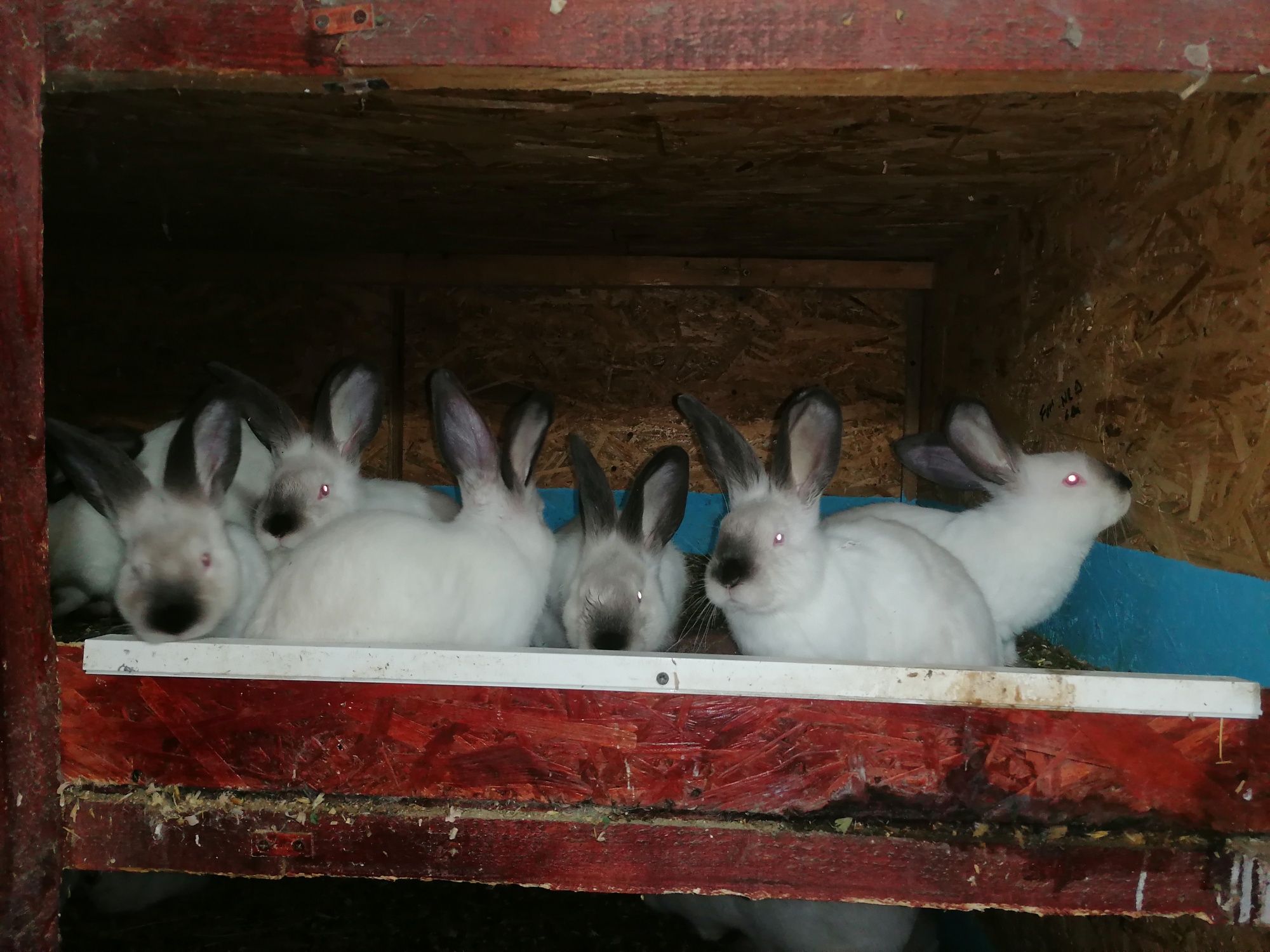 Iepuri iepuri uriaș de transilvania de la 2 luni de vânzare