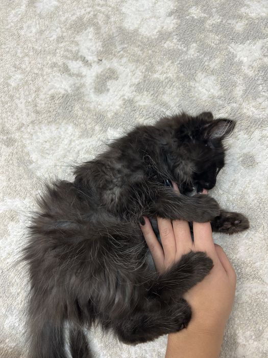 Котенок в добрые руки