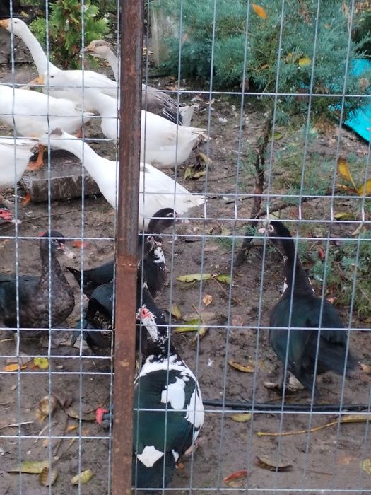 2 perechi rate mute si 2 perechi de gaste