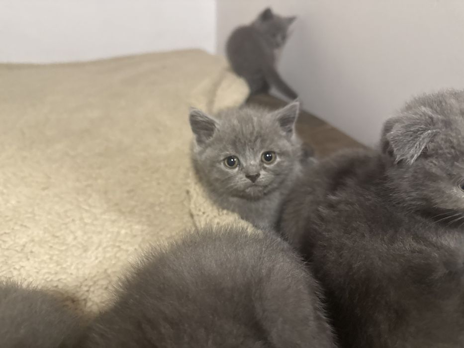 Британска късокосместа