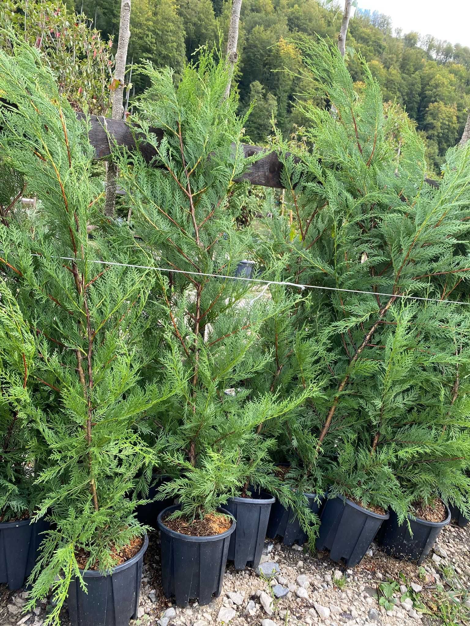 Cupressocyparis Leylandii – Plantă decorativă versatilă