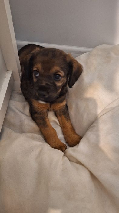 Donez catelus metis cocker spaniol