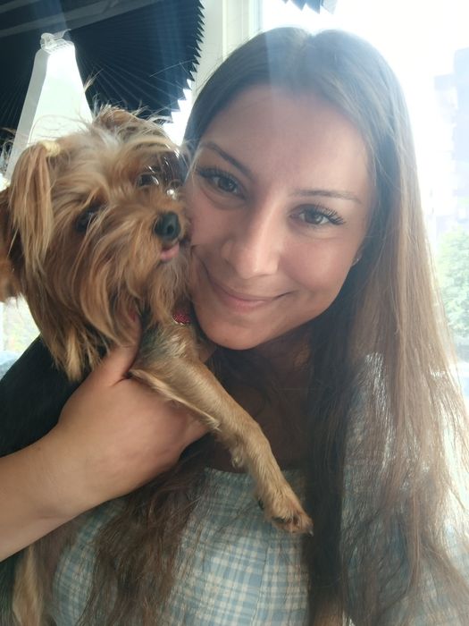 Отдава се мини йорки (3-годишен, възпитан, много спокоен)