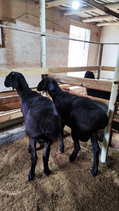 Qozi qochqorla sotiladi