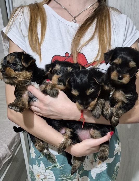 Продавам йоркита