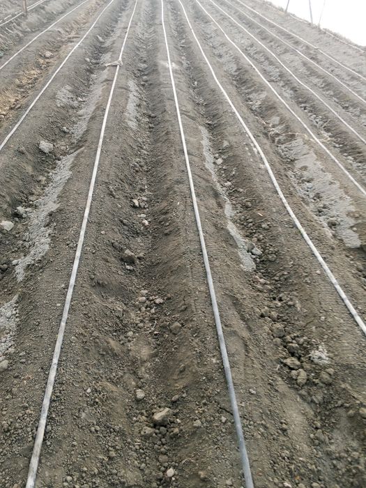 Савзи экиш хизмати Самарканд буйлаб