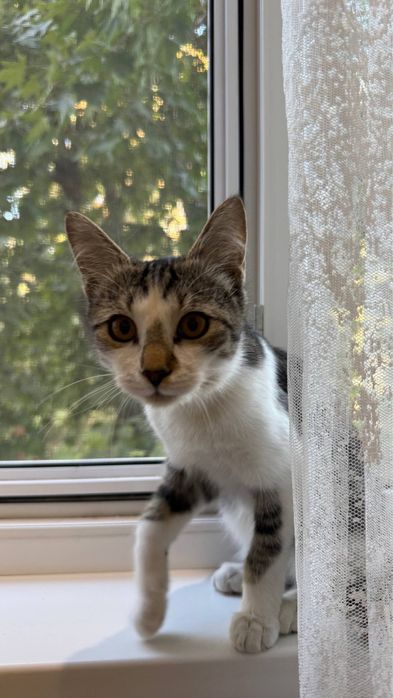 Ищем дом и семью котику!