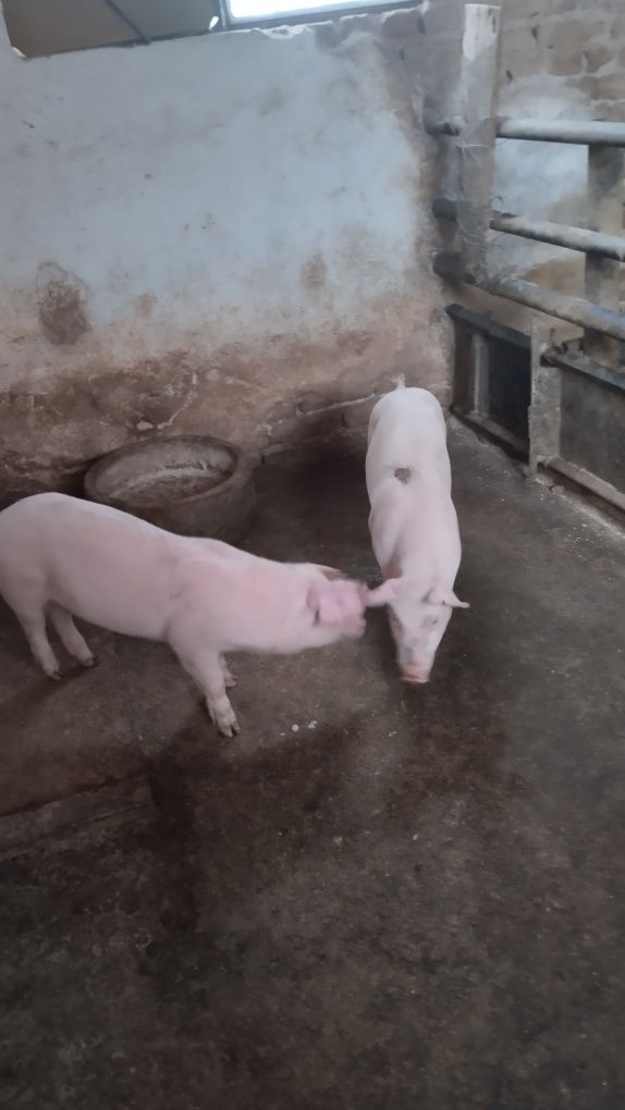 Продавам 12 бр.Прасета българска  бяла.Мъжките са скопени.