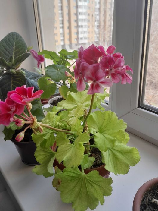 Цветы комнатные для вашего уюта