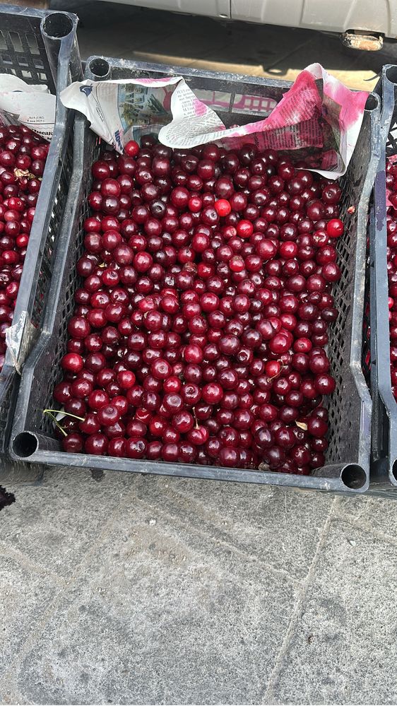 Вишня. Продам свежую крупную садовую вишню