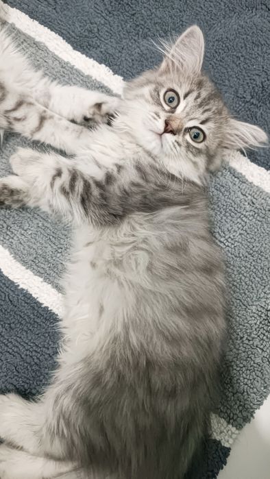 Продается катята девушка