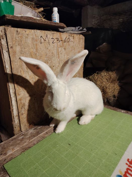 Vând femelă uriaș german alb