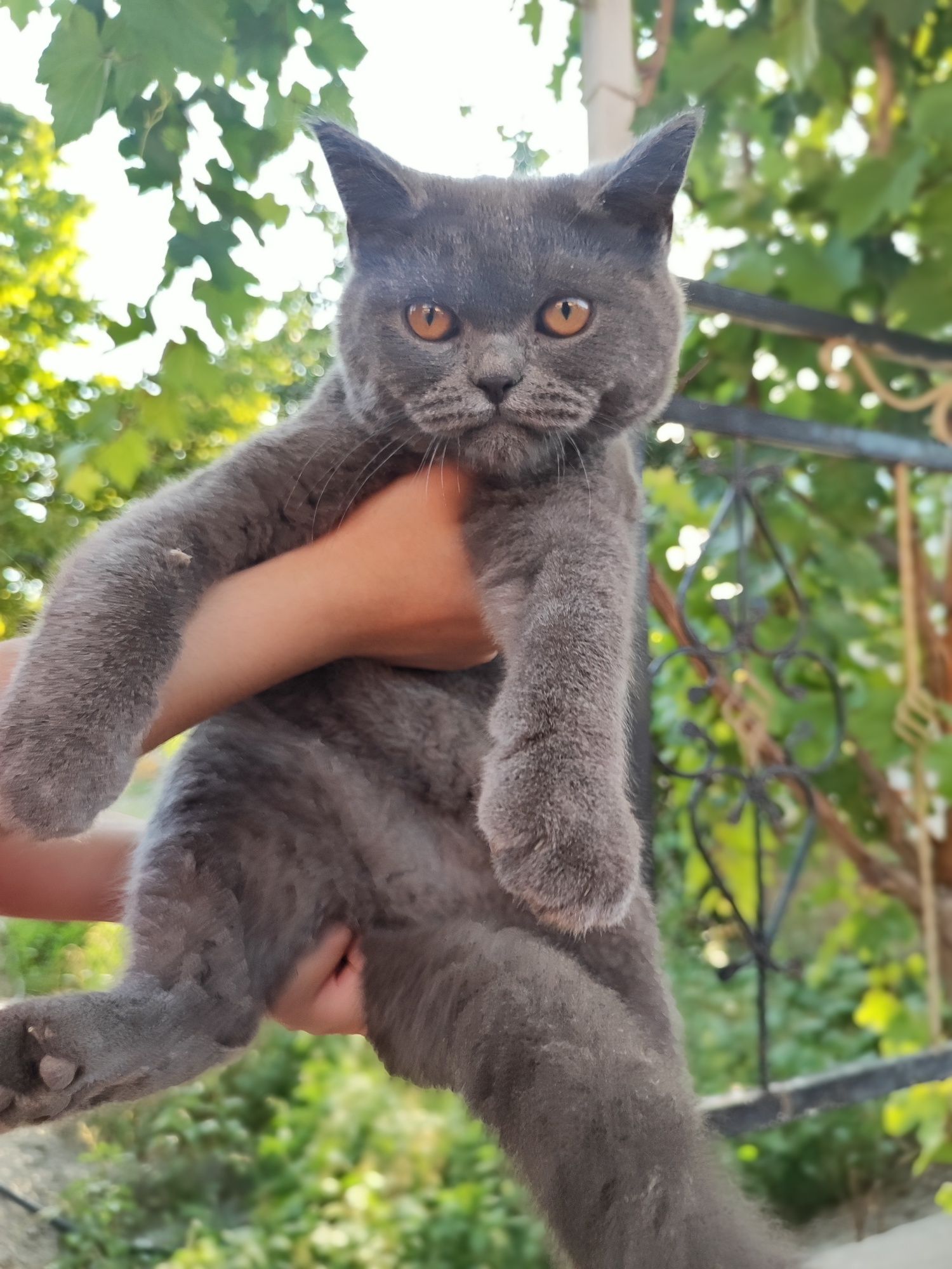 Продается шотландский прямоухий кот (scottish straight)