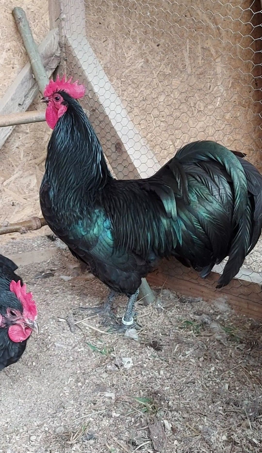 pui australorp negru