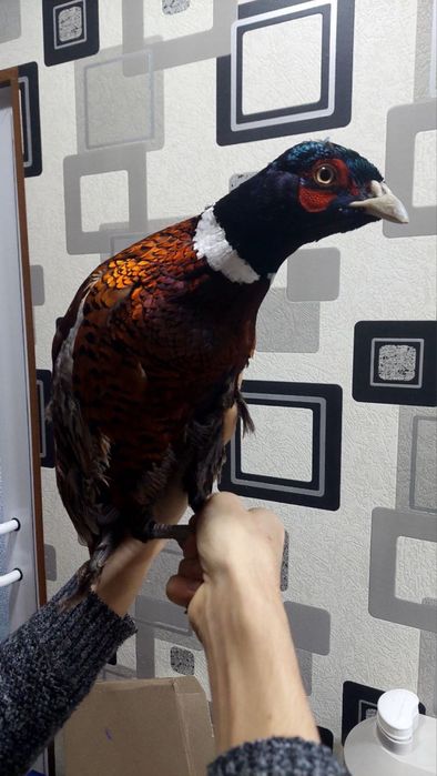 Фазаны   5 штук