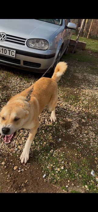 Свободна женска на 11 месеца