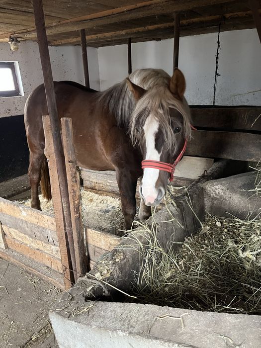 Manz de 2 ani invatat la faiton