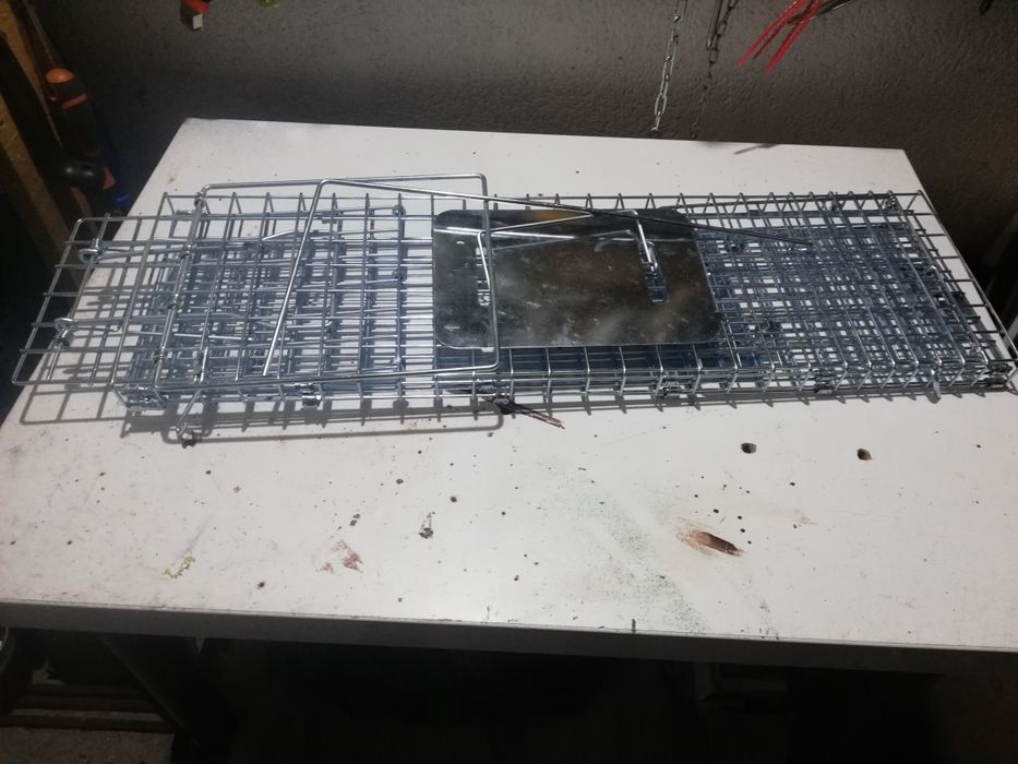 Capcana animale dăunătoare (dihori, șobolani, veverițe, pisici)